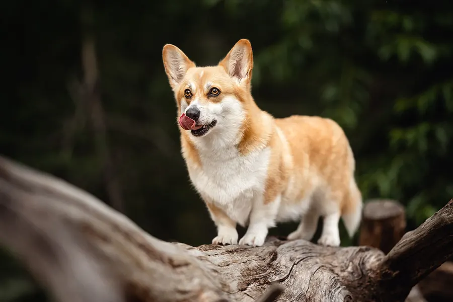 Hundefotografie — Aufnahme 51