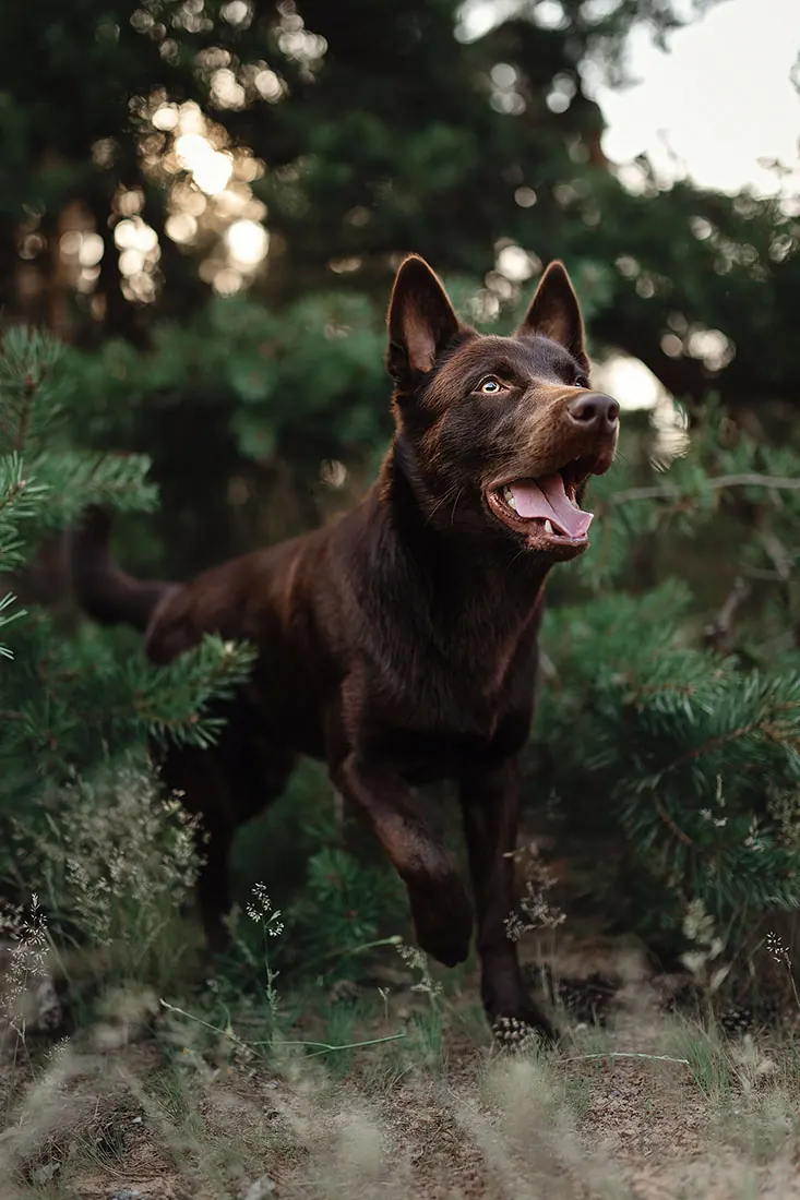Hundefotografie — Aufnahme 52