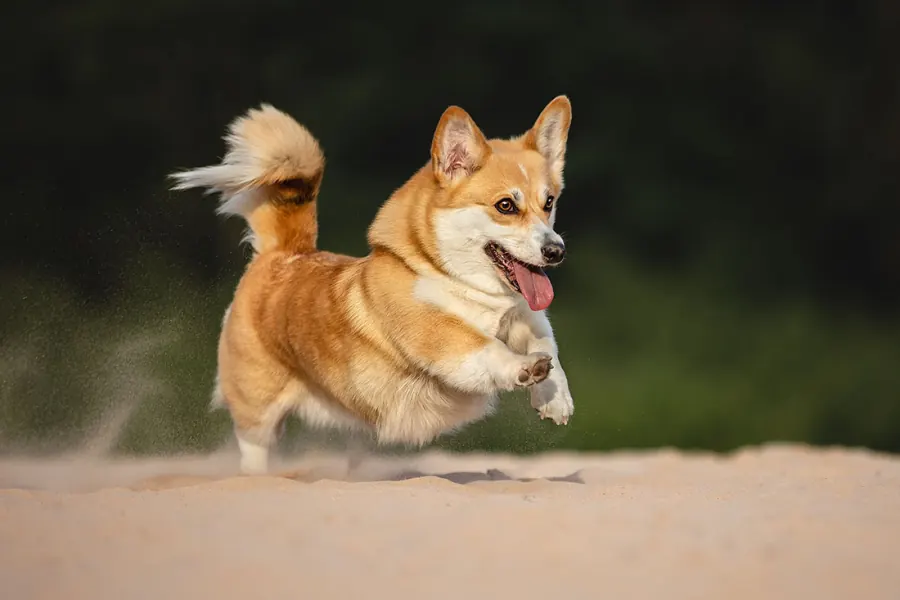 Hundefotografie — Aufnahme 53