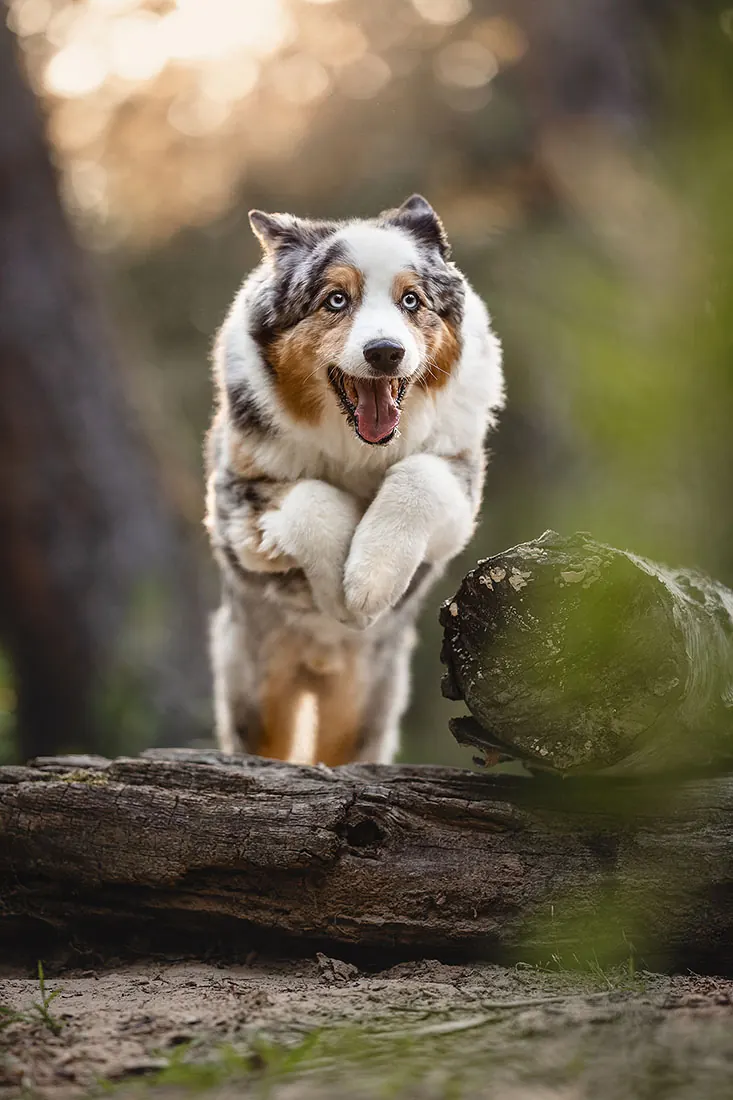 Hundefotografie — Aufnahme 54