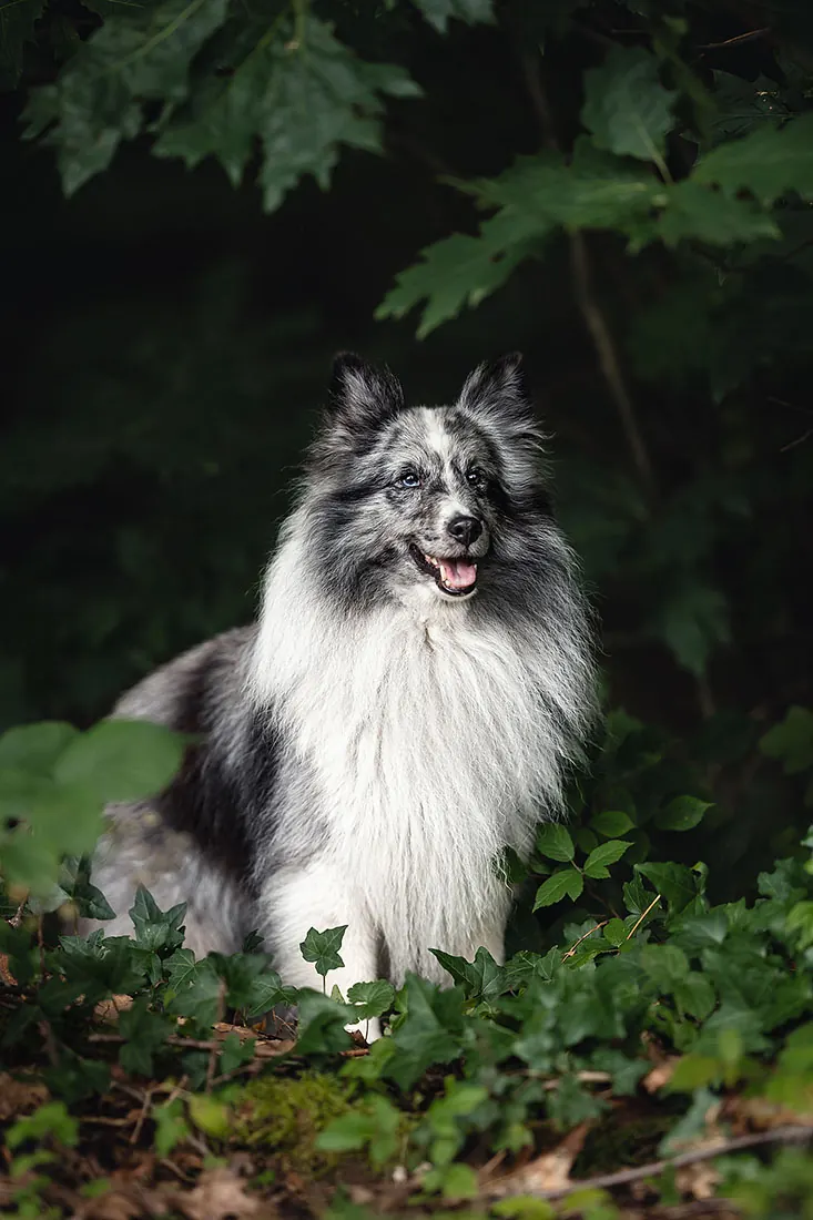 Hundefotografie — Aufnahme 56