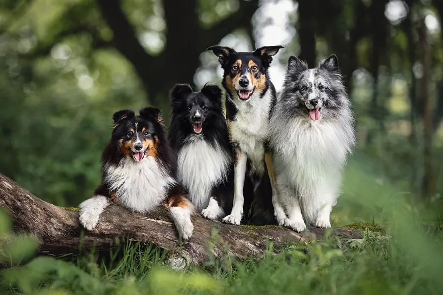 Hundefotografie — Aufnahme 57