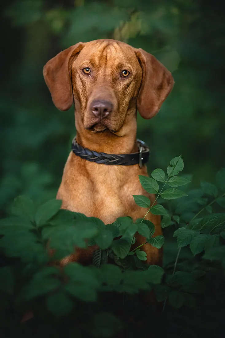 Hundefotografie — Aufnahme 58