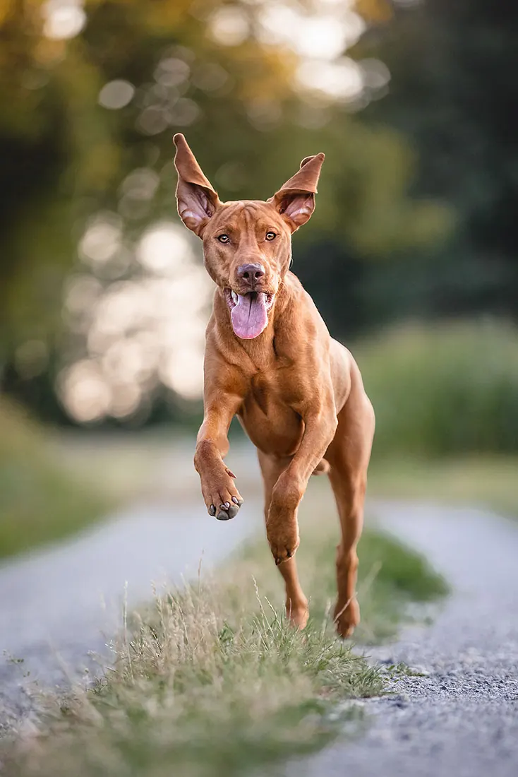 Hundefotografie — Aufnahme 60