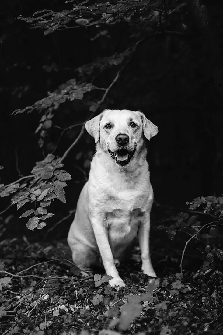 Hundefotografie — Aufnahme 61
