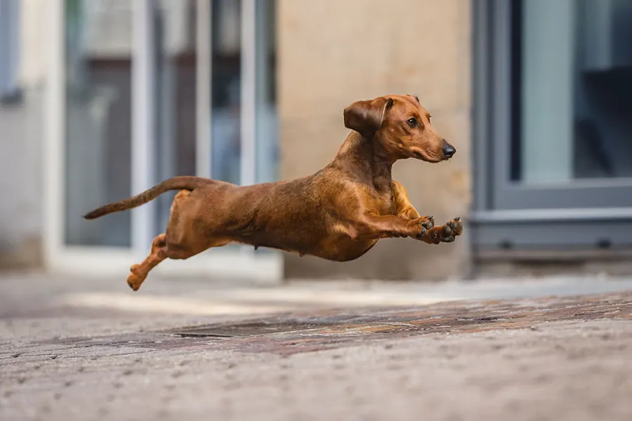 Hundefotografie — Aufnahme 63