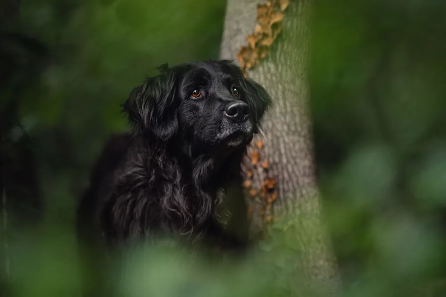 Hundefotografie — Aufnahme 66