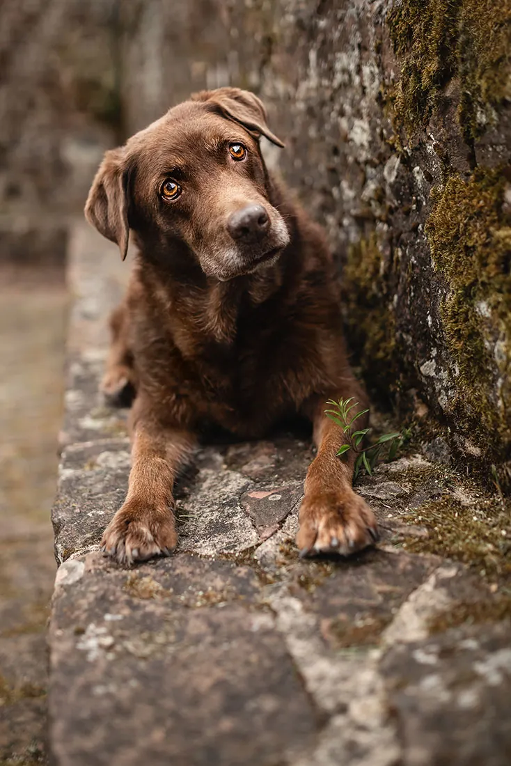 Hundefotografie — Aufnahme 67