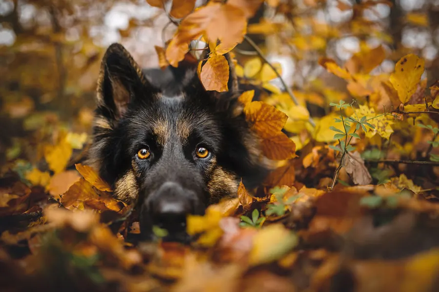 Hundefotografie — Aufnahme 71