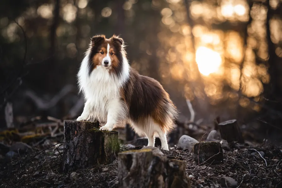 Hundefotografie — Aufnahme 72