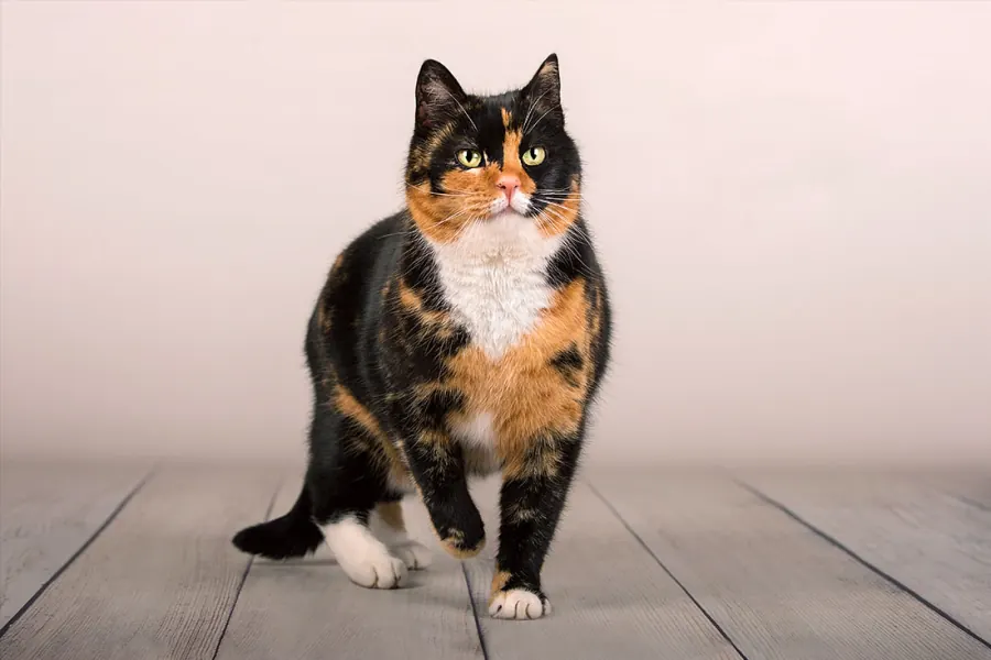 Katzenfotografie — Aufnahme 1