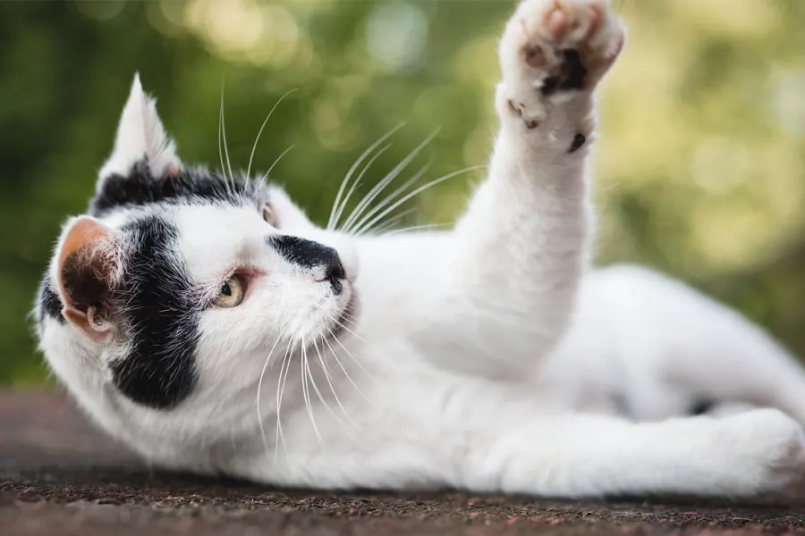 Katzenfotografie — Aufnahme 2
