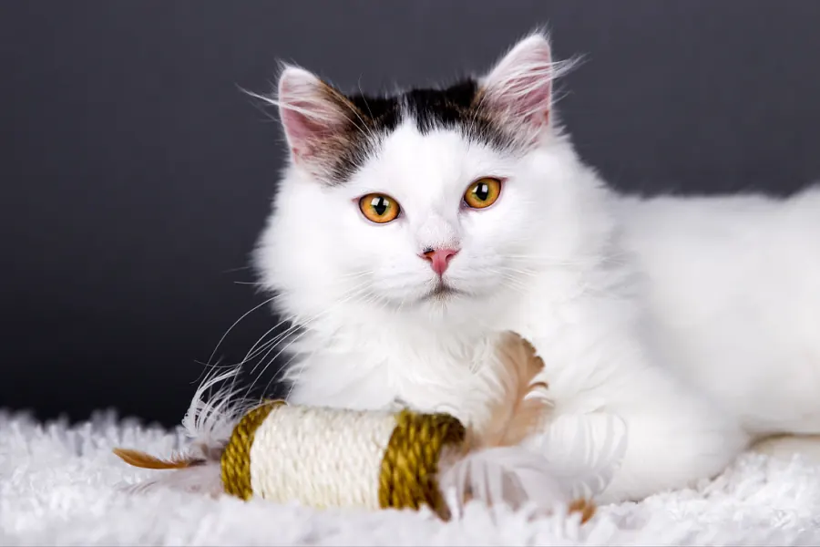 Katzenfotografie — Aufnahme 3