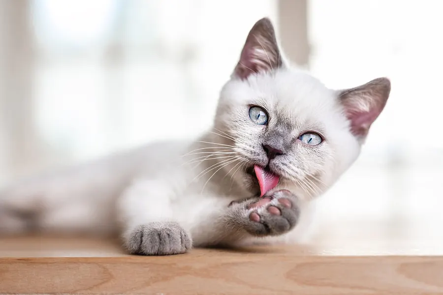 Katzenfotografie — Aufnahme 4