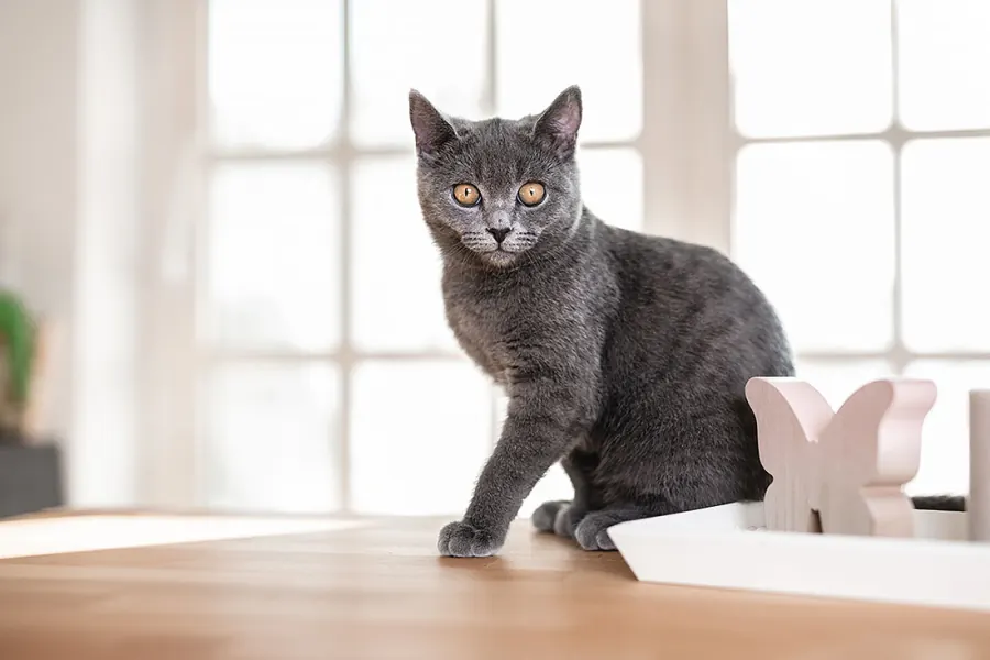 Katzenfotografie — Aufnahme 5