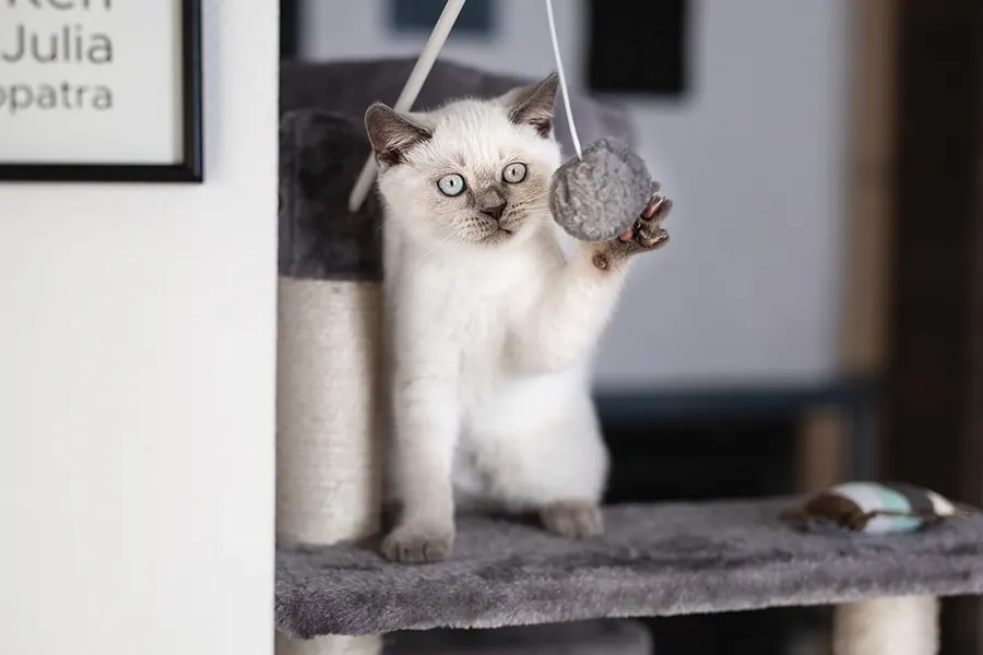Katzenfotografie — Aufnahme 6
