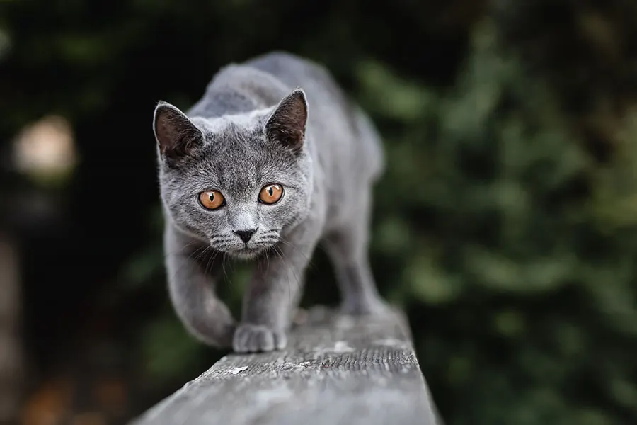 Katzenfotografie — Aufnahme 7