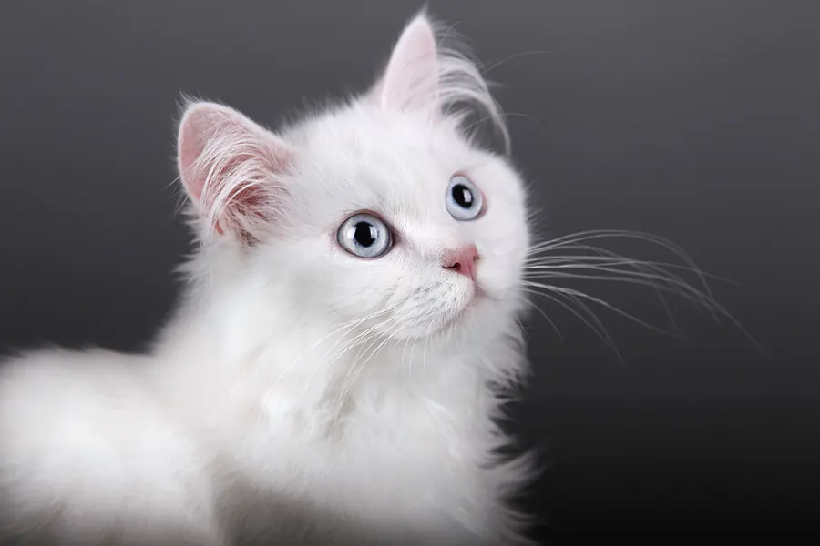 Katzenfotografie — Aufnahme 8