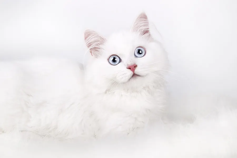 Katzenfotografie — Aufnahme 9