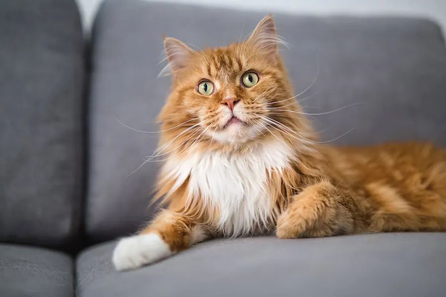 Katzenfotografie — Aufnahme 10