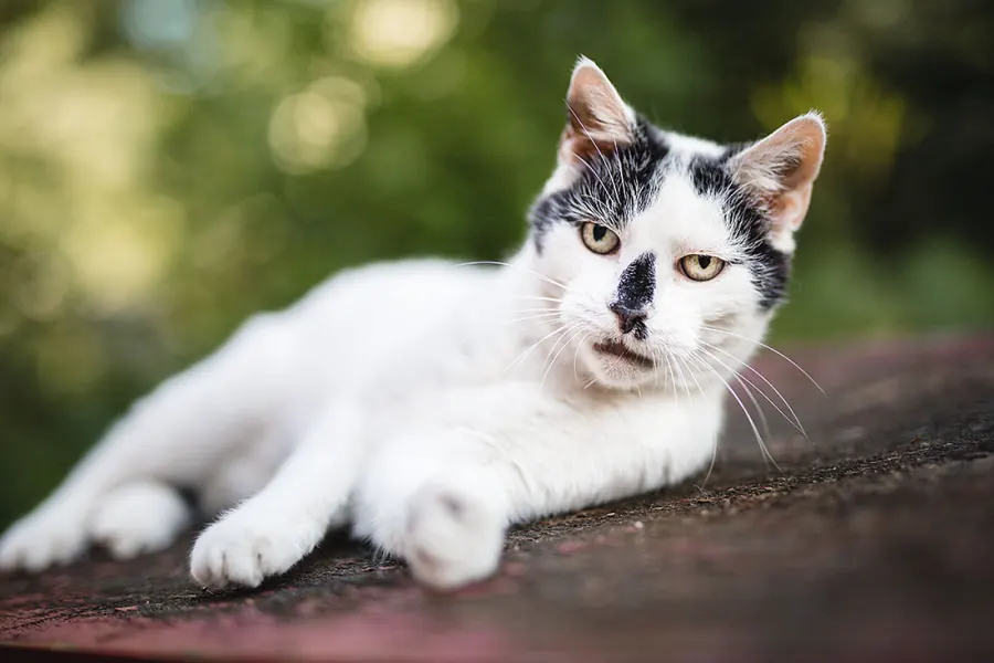 Katzenfotografie — Aufnahme 11