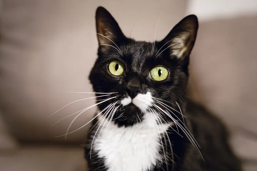 Katzenfotografie — Aufnahme 12