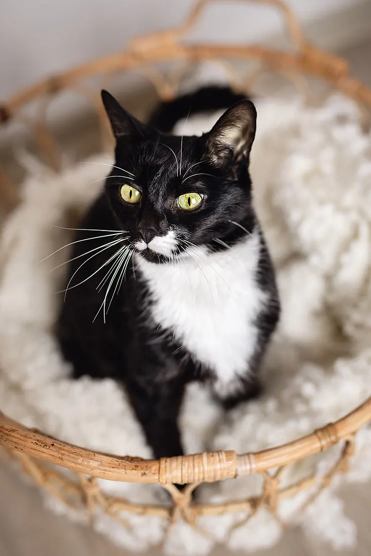 Katzenfotografie — Aufnahme 13