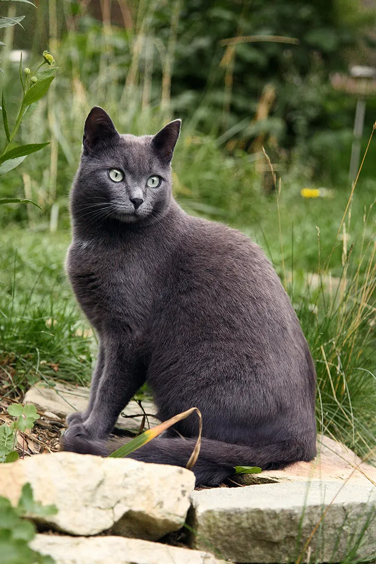 Katzenfotografie — Aufnahme 14