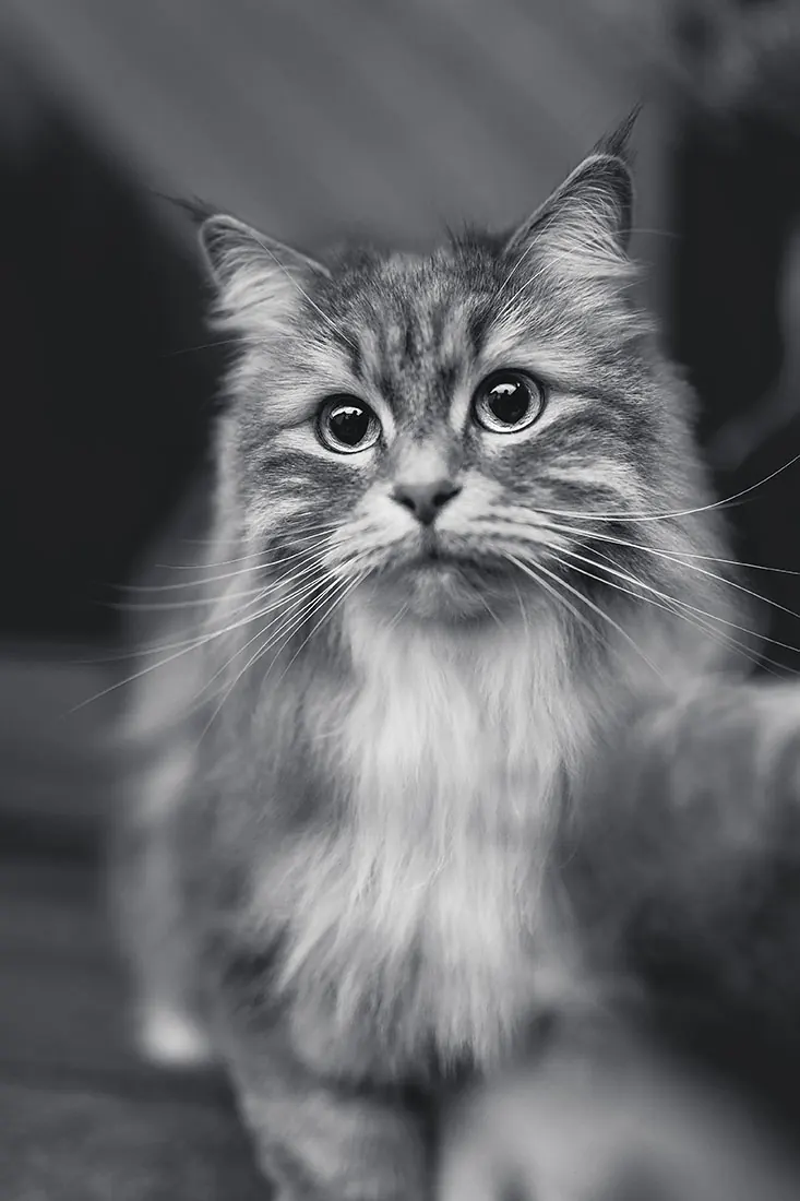 Katzenfotografie — Aufnahme 15