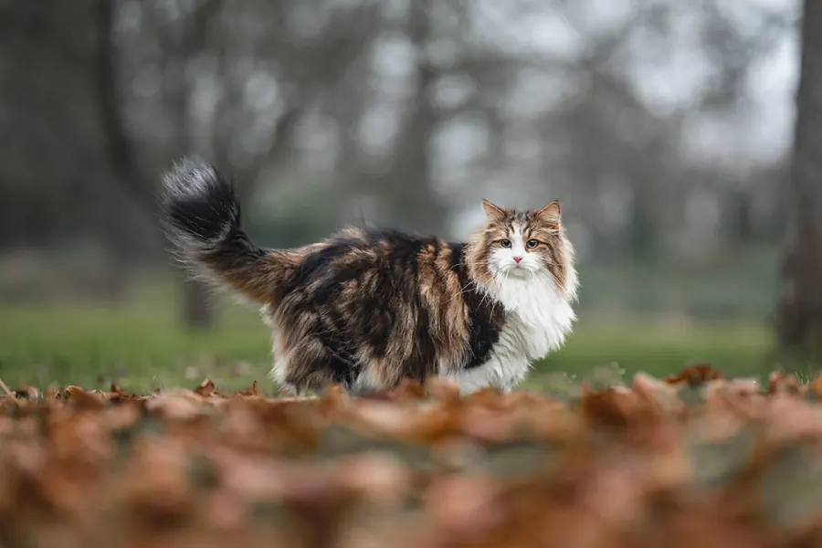 Katzenfotografie — Aufnahme 16