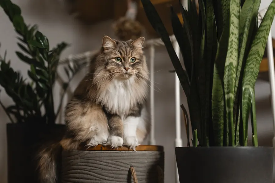 Katzenfotografie — Aufnahme 18