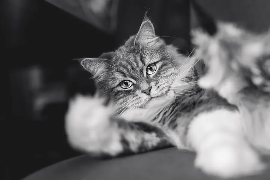 Katzenfotografie — Aufnahme 19