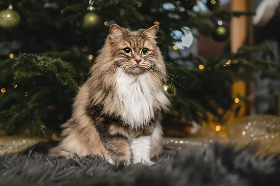 Katzenfotografie — Aufnahme 20