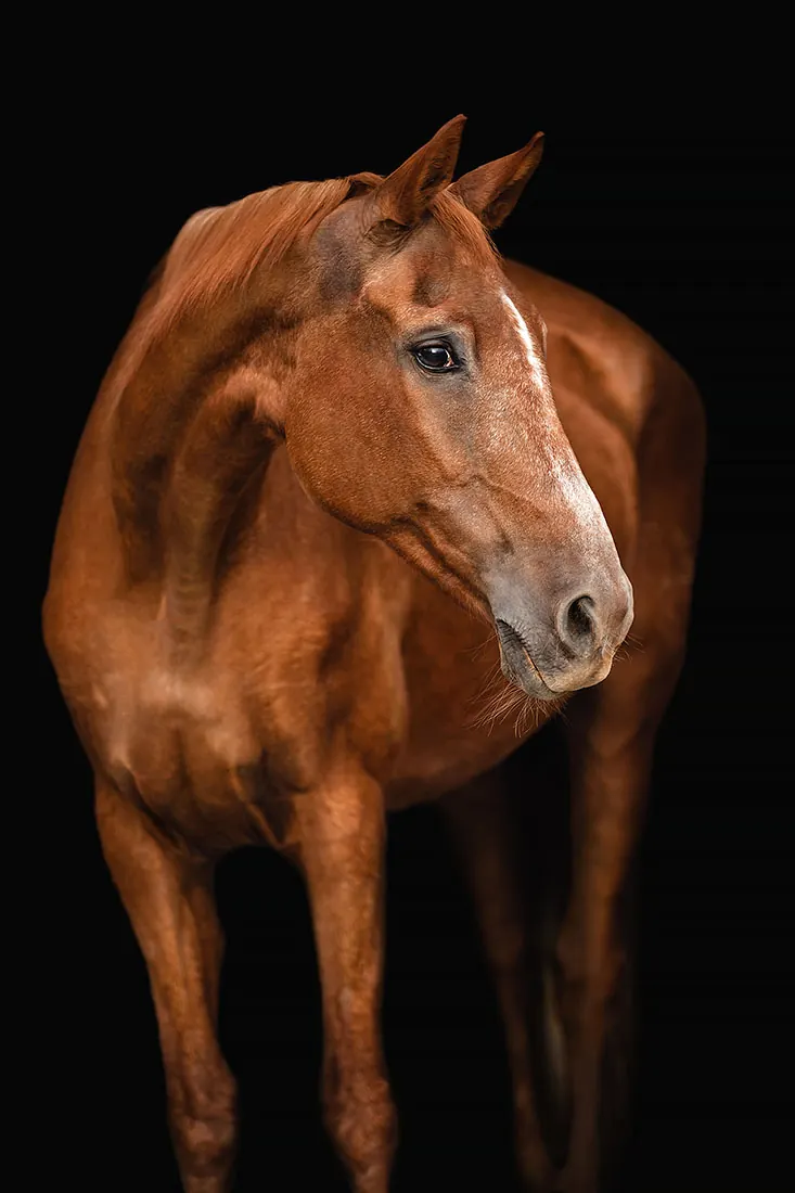 Pferdefotografie — Aufnahme 28