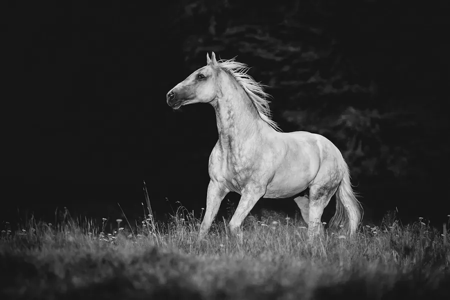 Pferdefotografie — Aufnahme 31