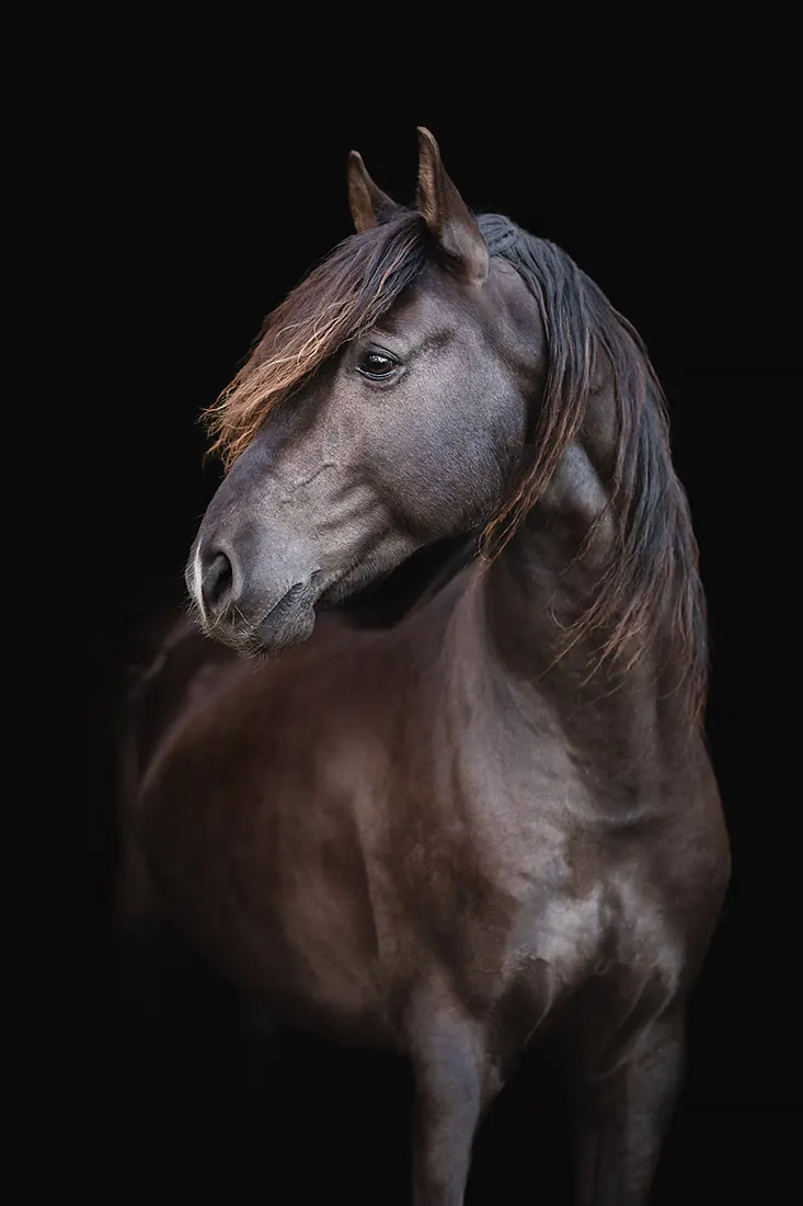 Pferdefotografie — Aufnahme 32
