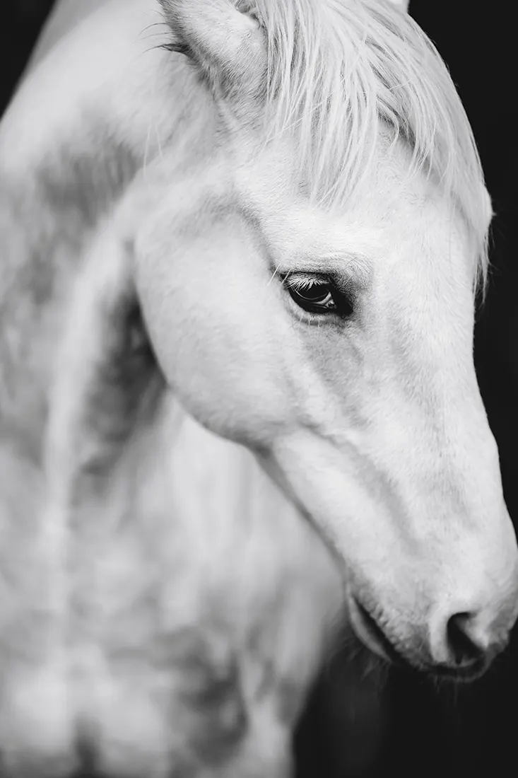 Pferdefotografie — Aufnahme 33