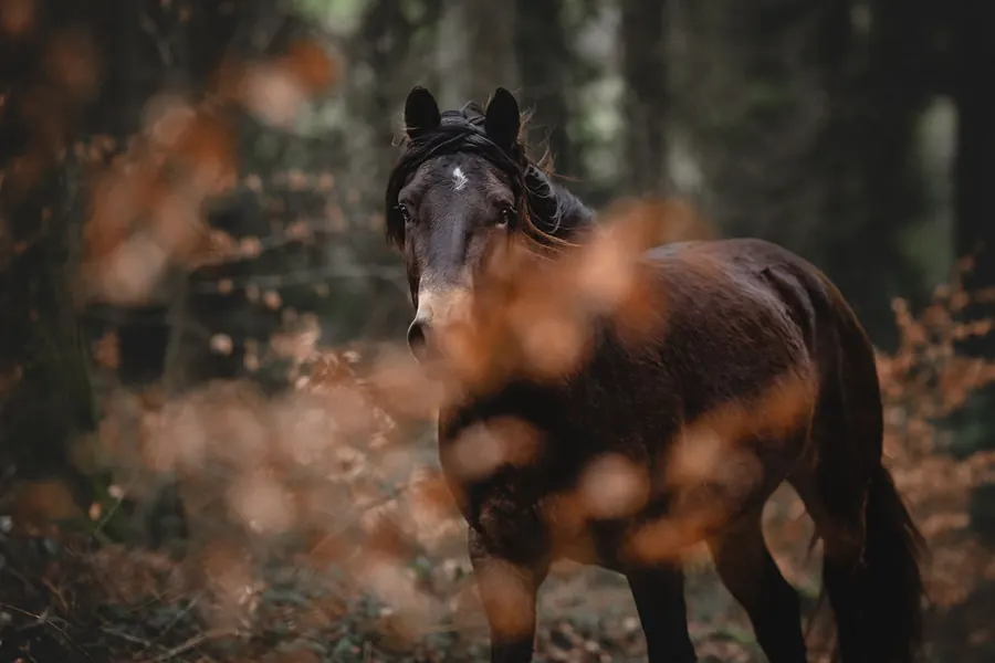 Pferdefotografie — Aufnahme 43