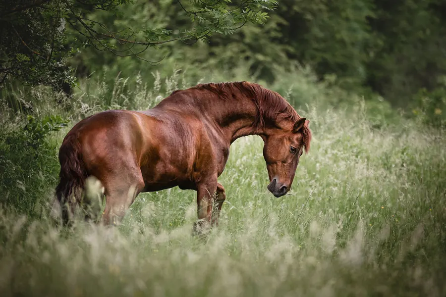 Pferdefotografie — Aufnahme 44