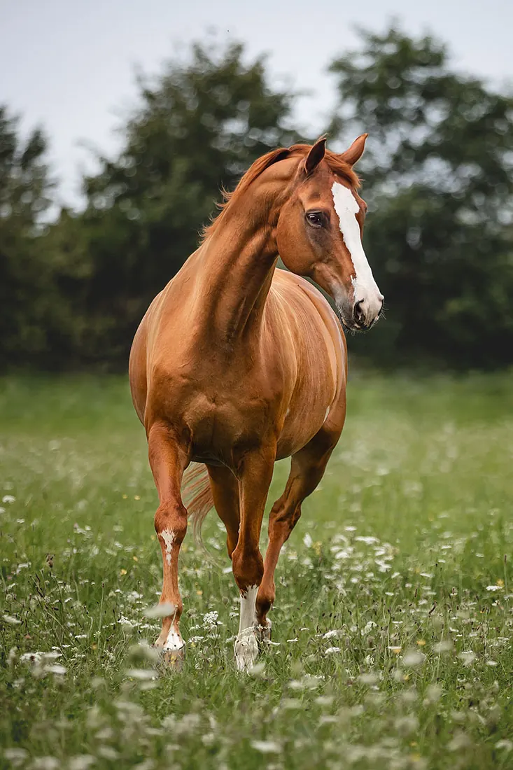 Pferdefotografie — Aufnahme 50