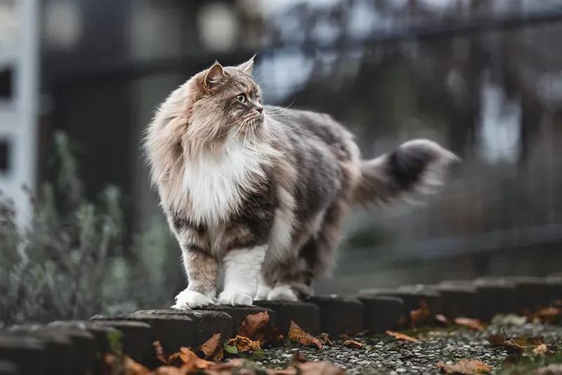Katzenfotografie — Beispielbild