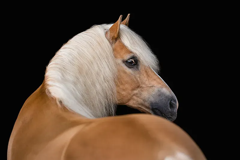 Pferdefotografie — Beispielbild
