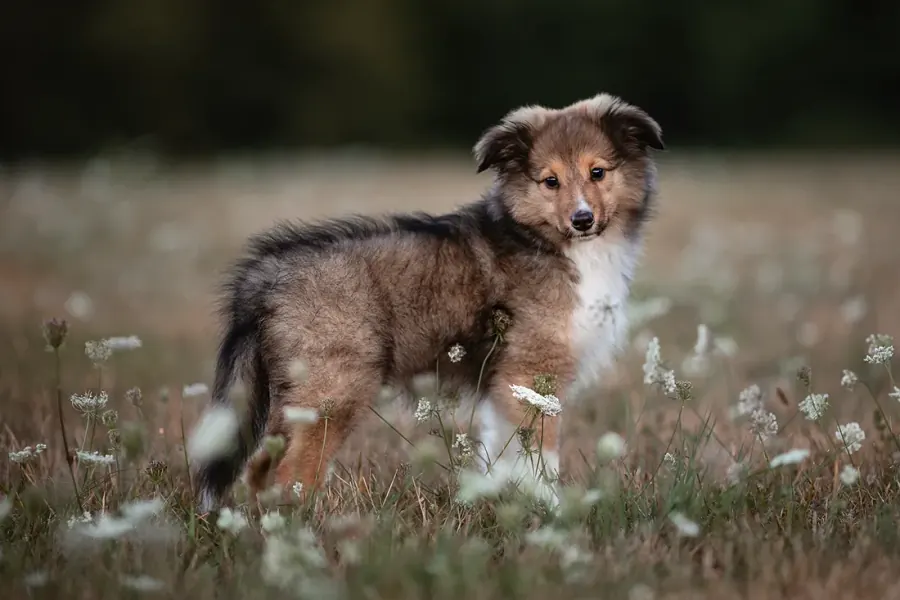 Sheltie-Welpe in einer Wiese — Welpenshooting