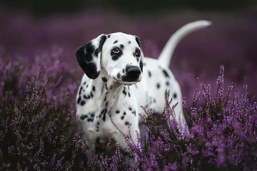 Hundefotografie: Dalmatiner-Welpe in blühender Heide
