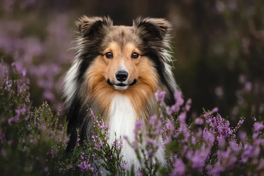Sheltie in blühender Heide — Portfoliotag für Tierfotografie