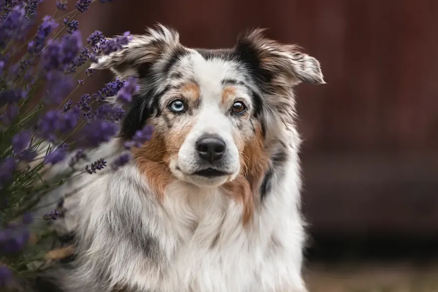 Mini-Aussie im Lavendelfeld