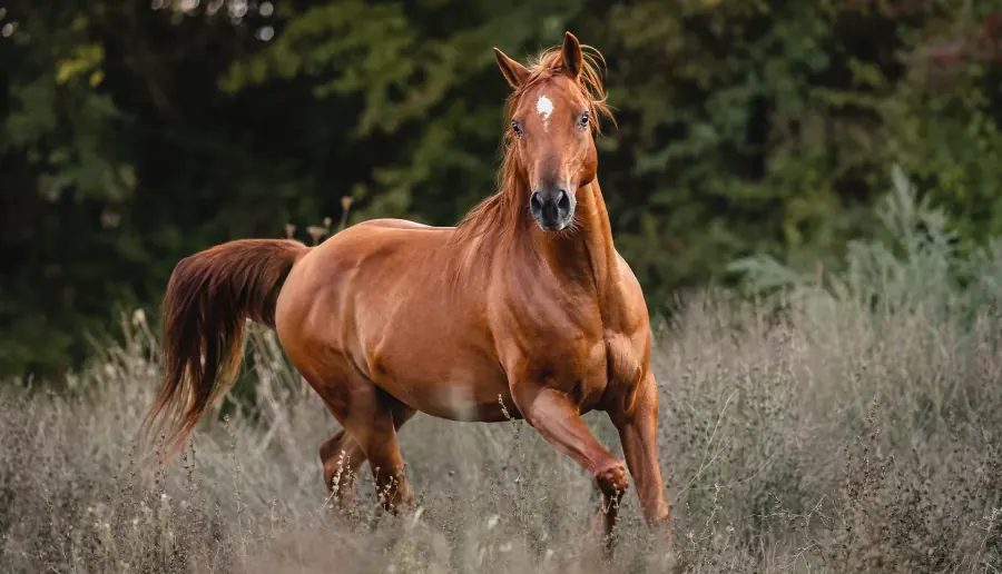 Quarter Horse auf der Koppel