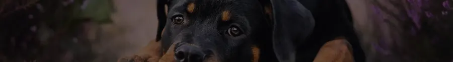 Rottweiler in blühender Heide