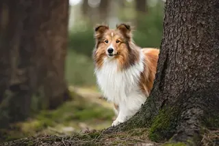 Anneka — Hund