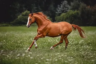 Marga — Pferd